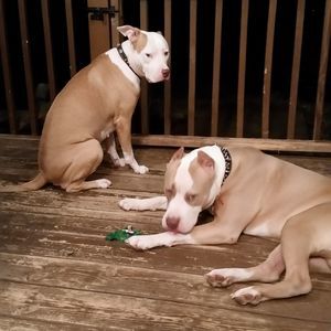 Meet your Posher, Donna